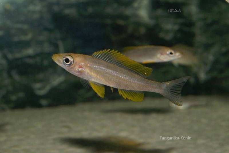 Paracyprichromis brieni 'Lusingu'